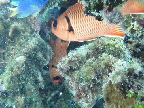 Myripristis berndti