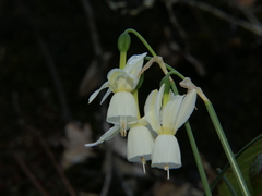 Narcissus triandrus