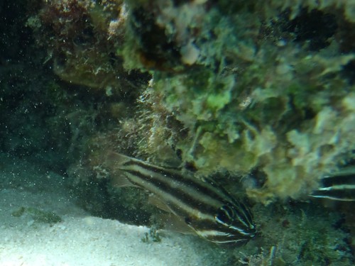 Ostorhinchus novemfasciatus