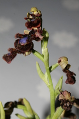 Ophrys speculum speculum