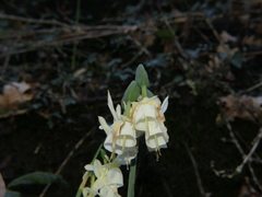 Narcissus triandrus