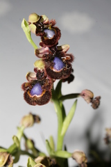 Ophrys speculum speculum