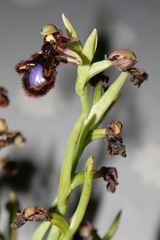 Ophrys speculum speculum