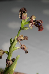 Ophrys speculum speculum