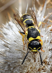 Allodynerus delphinalis