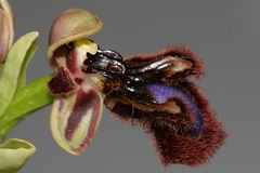 Ophrys speculum speculum