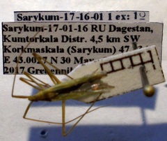 Megaloceroea recticornis