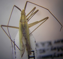 Megaloceroea recticornis
