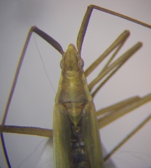 Megaloceroea recticornis