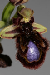 Ophrys speculum speculum