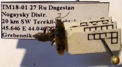 Megalonotus sabulicola