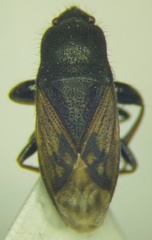 Megalonotus sabulicola