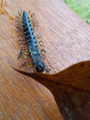 Amplinus vergelanus