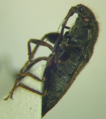 Megalonotus sabulicola
