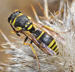 Allodynerus delphinalis