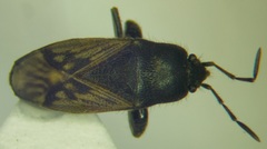 Megalonotus sabulicola