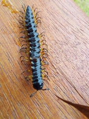 Amplinus vergelanus
