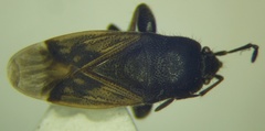 Megalonotus sabulicola