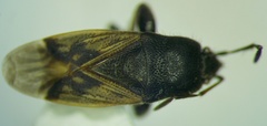 Megalonotus sabulicola