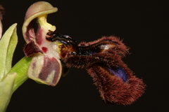 Ophrys speculum speculum