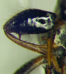 Megalonotus sabulicola