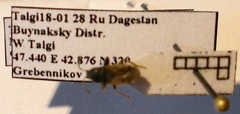 Megalonotus sabulicola