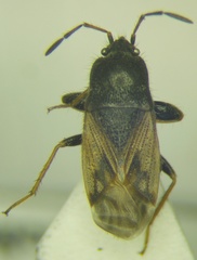 Megalonotus sabulicola