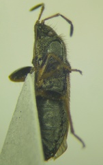 Megalonotus sabulicola