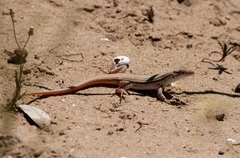 Acanthodactylus boskianus asper