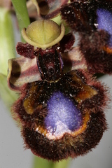Ophrys speculum speculum