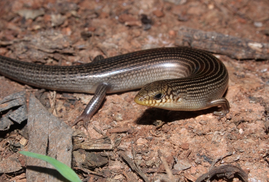 Chafarinas' Skink