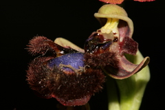 Ophrys speculum speculum