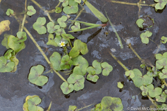 Ranunculus hederaceus