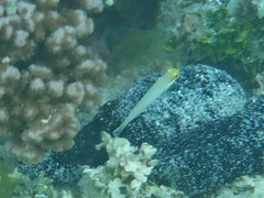 Valenciennea strigata