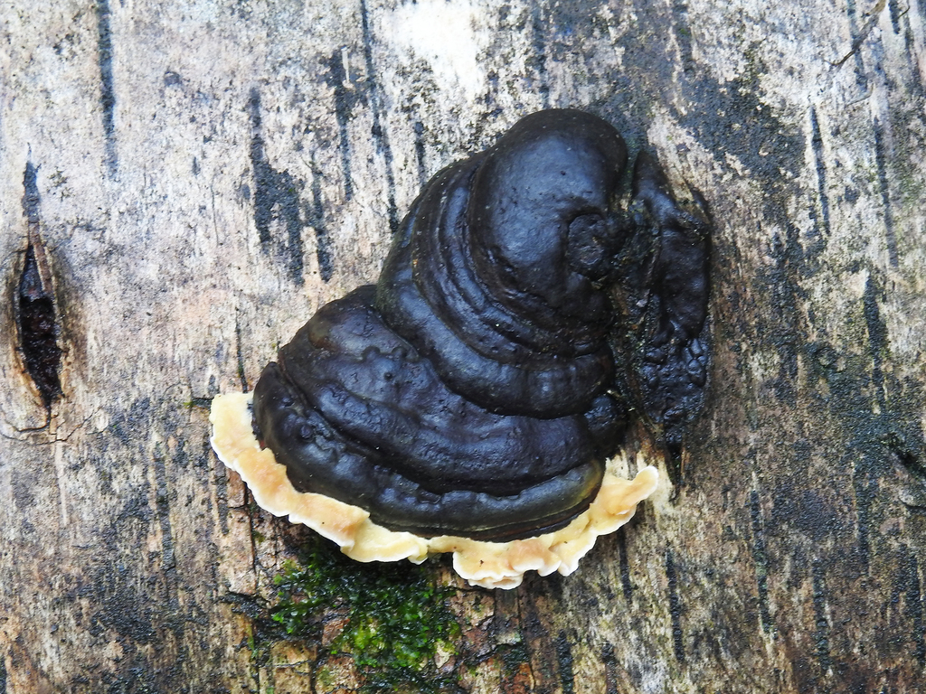 Antrodiella pallescens