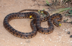 Horseshoe Whip Snake photo 2