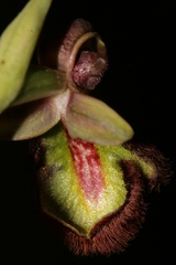 Ophrys speculum speculum