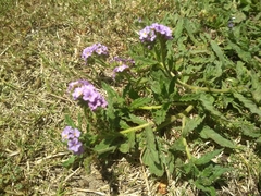 Heliotropium amplexicaule