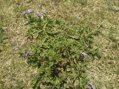 Heliotropium amplexicaule