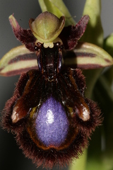 Ophrys speculum speculum