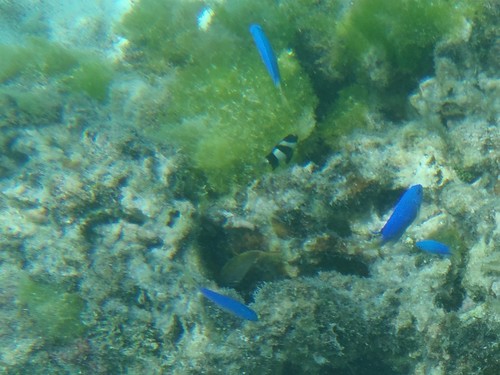Pomacentrus pavo