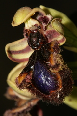 Ophrys speculum speculum