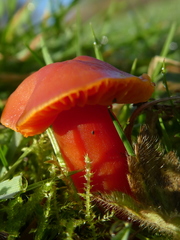 Hygrocybe coccinea