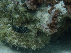 Canthigaster solandri