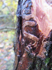 Dendroctonus