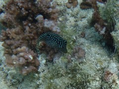Canthigaster solandri