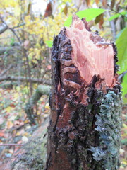 Dendroctonus