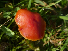 Hygrocybe coccinea