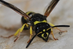 Ancistrocerus biphaleratus