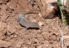 Saurodactylus mauritanicus